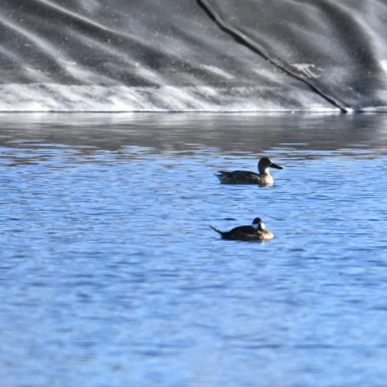 Schwarzkopf-Ruderente - ML645033422