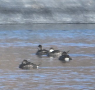 Schwarzkopf-Ruderente - ML645033423