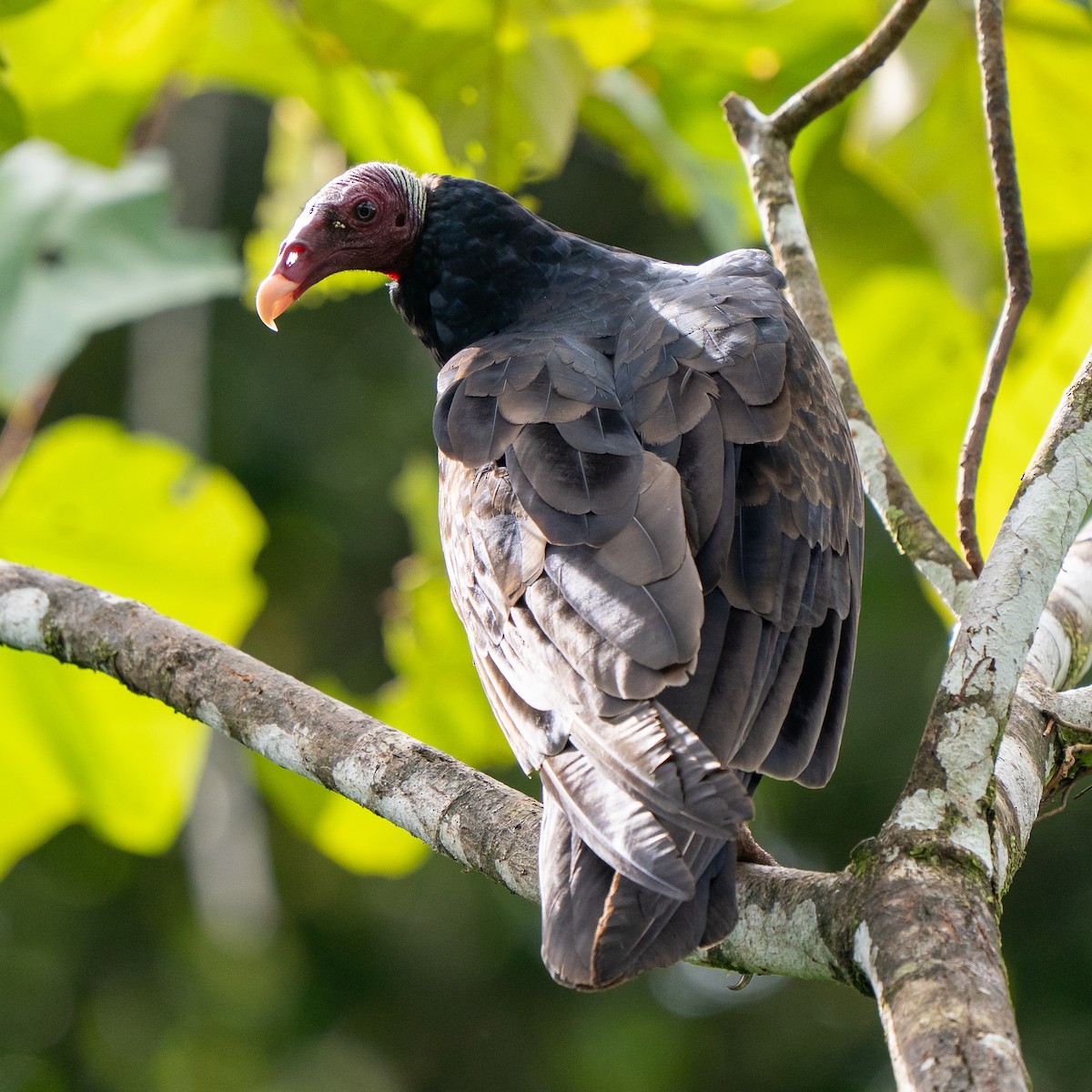Turkey Vulture - ML645033436