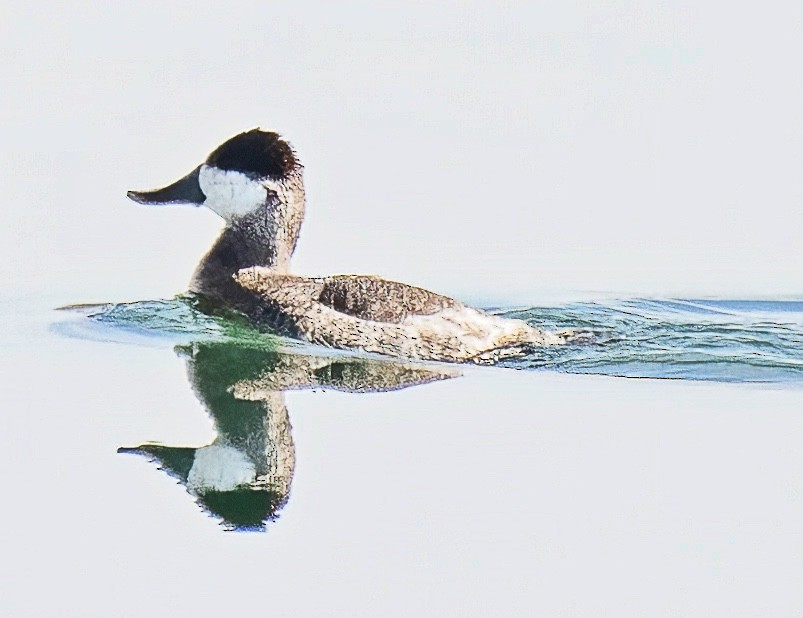 Schwarzkopf-Ruderente - ML645033438