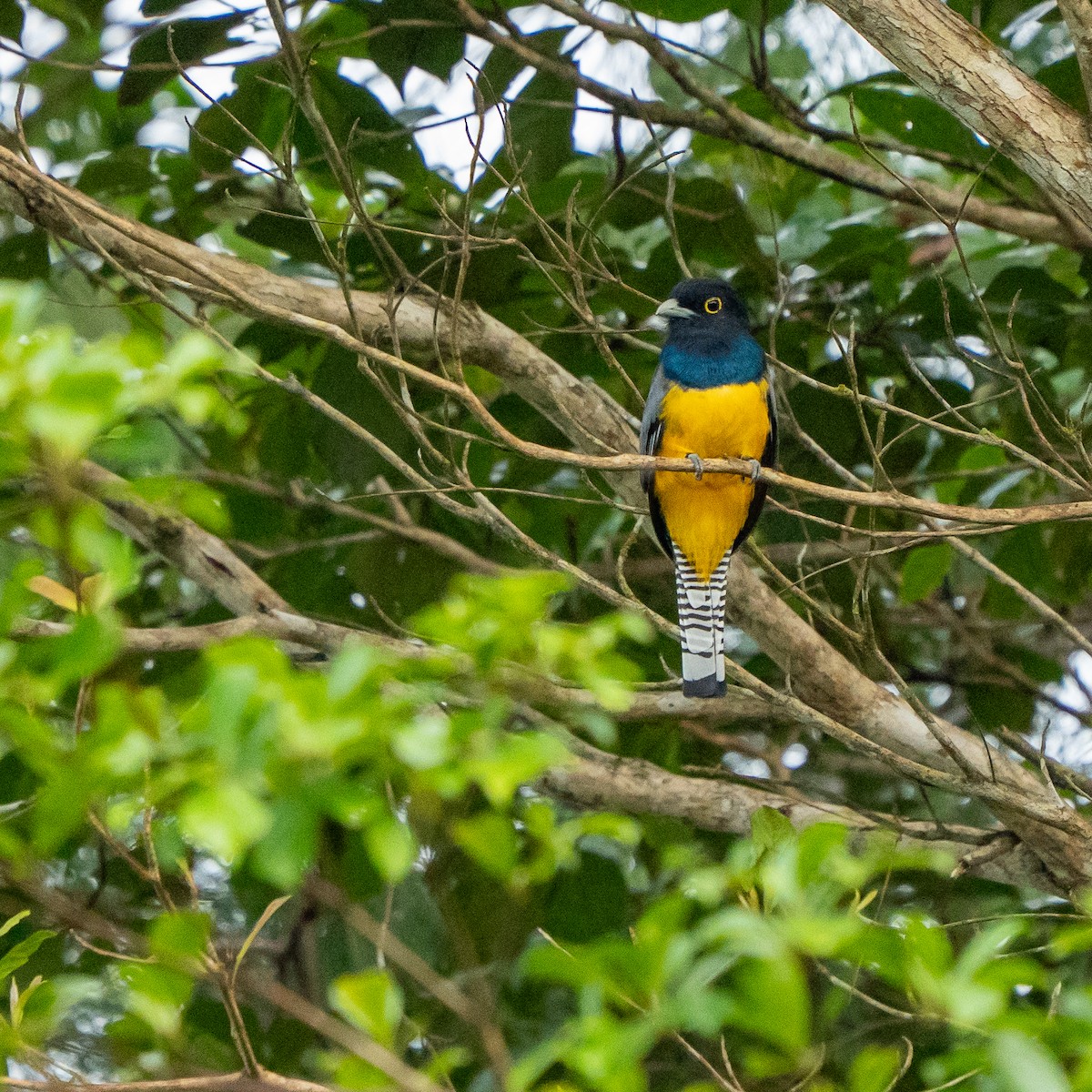 Mor Trogon - ML645033441