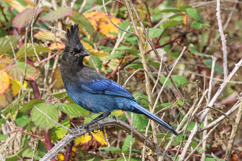 Steller Kargası - ML645033445