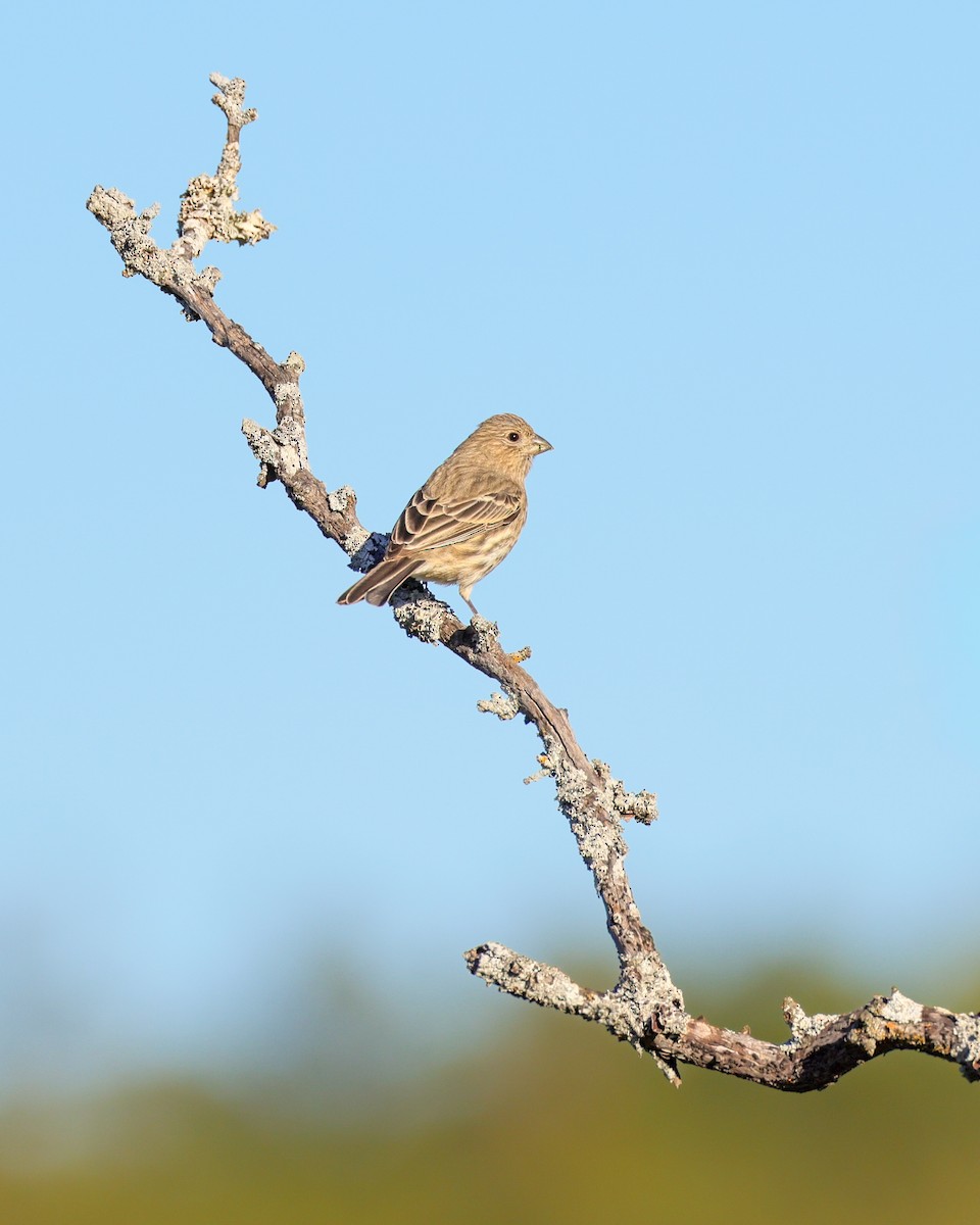 House Finch - ML645033446