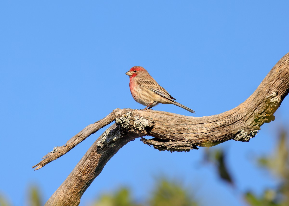 House Finch - ML645033447