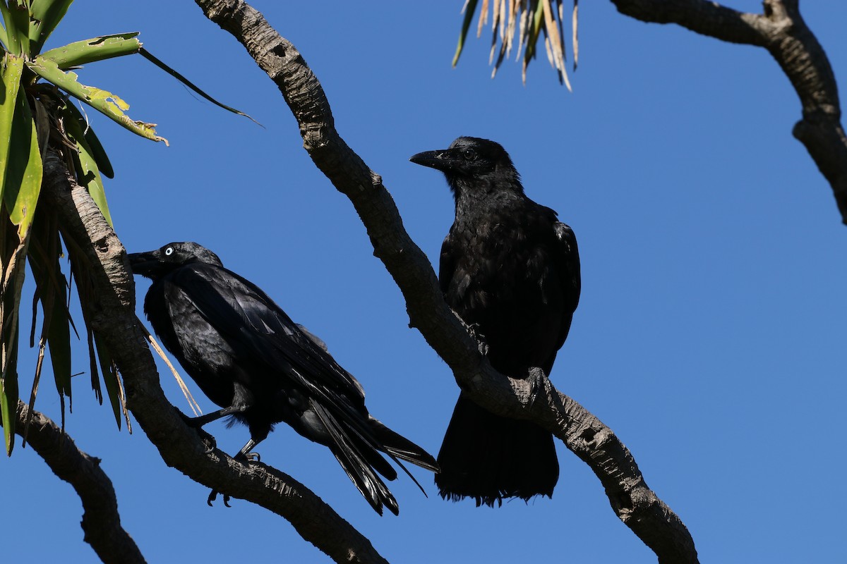 Australian Raven - ML645033449