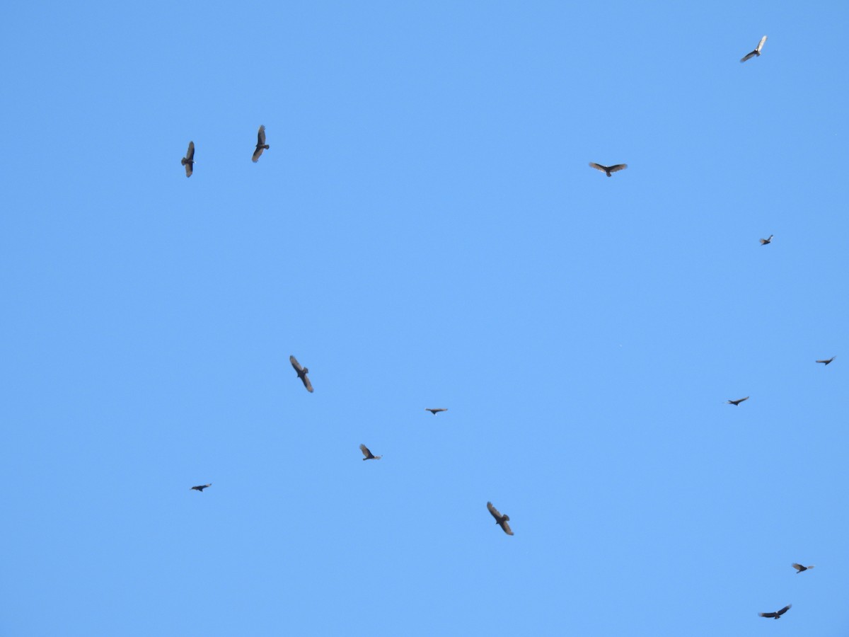 Turkey Vulture - ML645033451