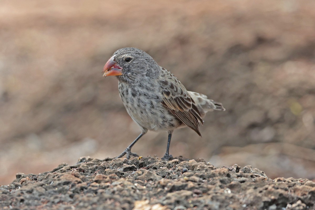Large Ground-Finch - ML645033458