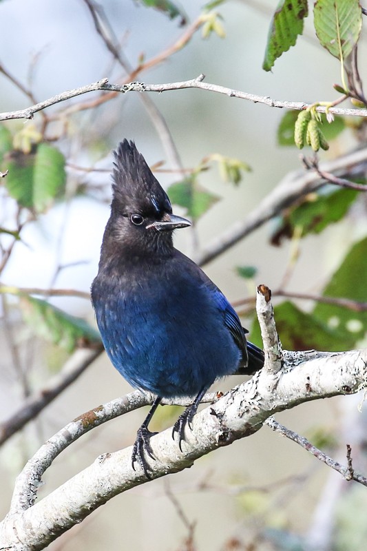 Steller Kargası - ML645033464