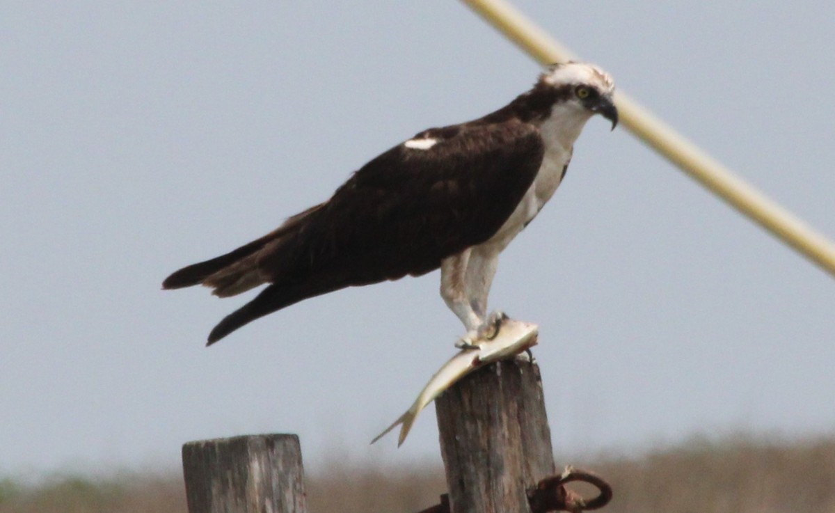 Osprey - ML645033481