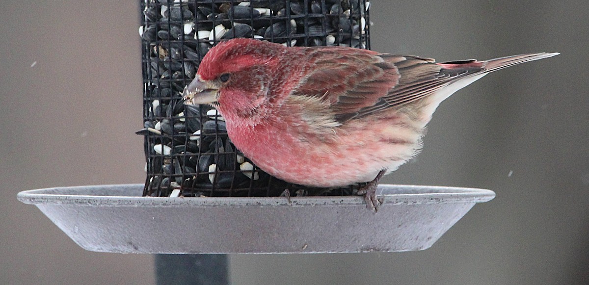 Purple Finch - ML645033491
