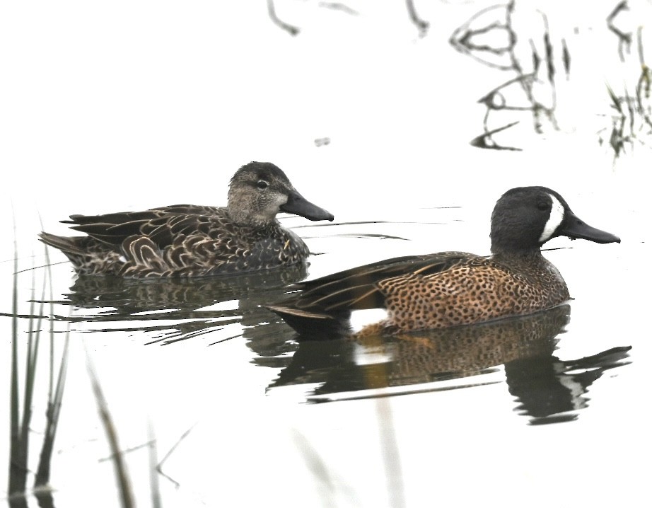 Blue-winged Teal - ML645033494