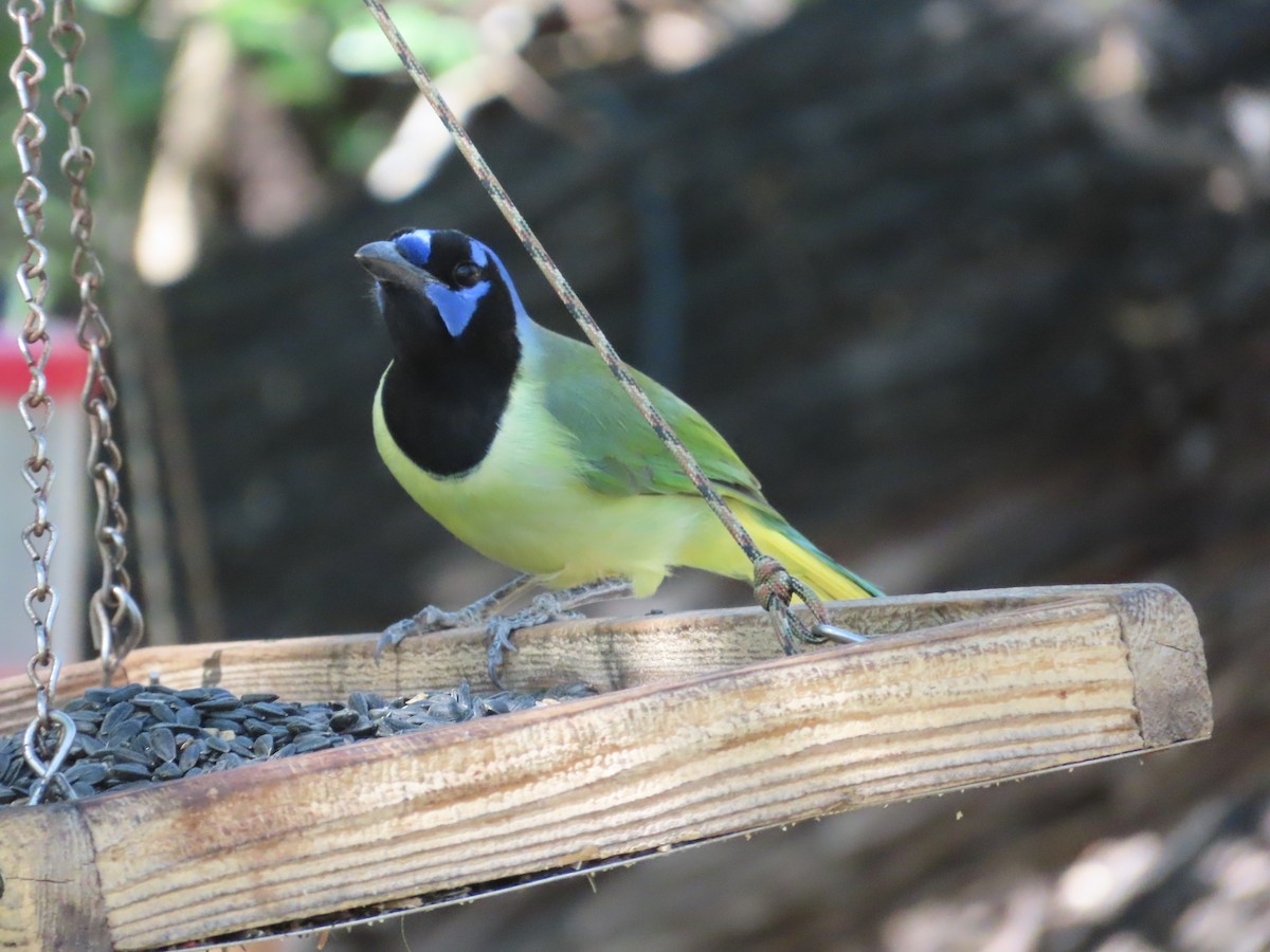 Green Jay - ML645033501