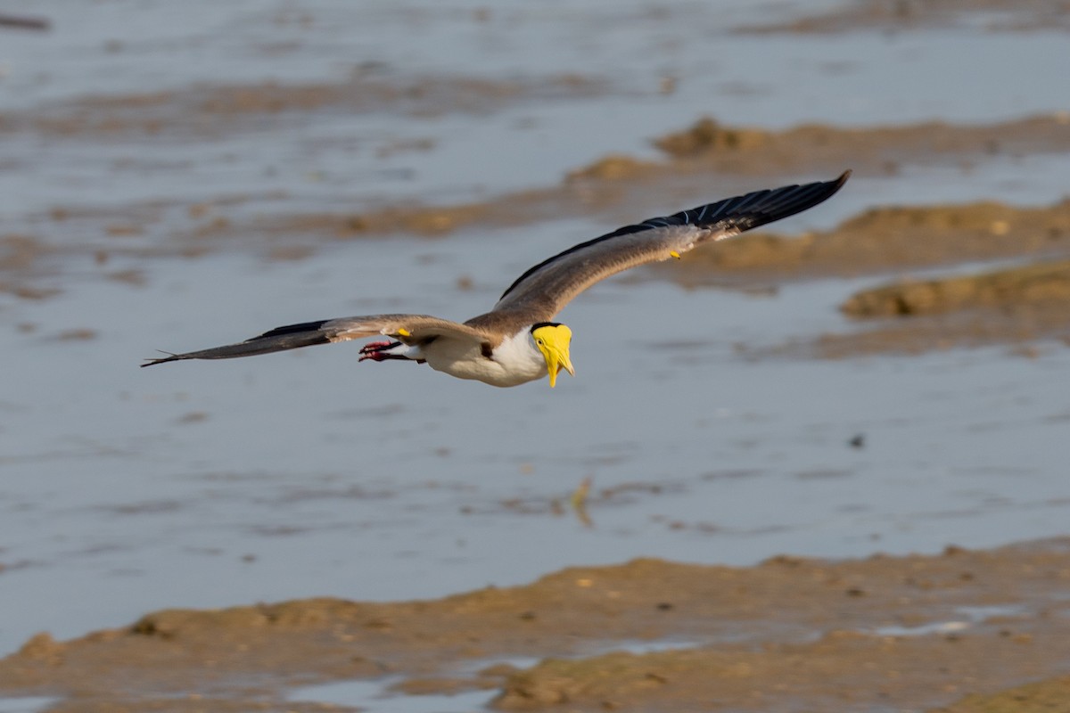 čejka australská - ML645033504