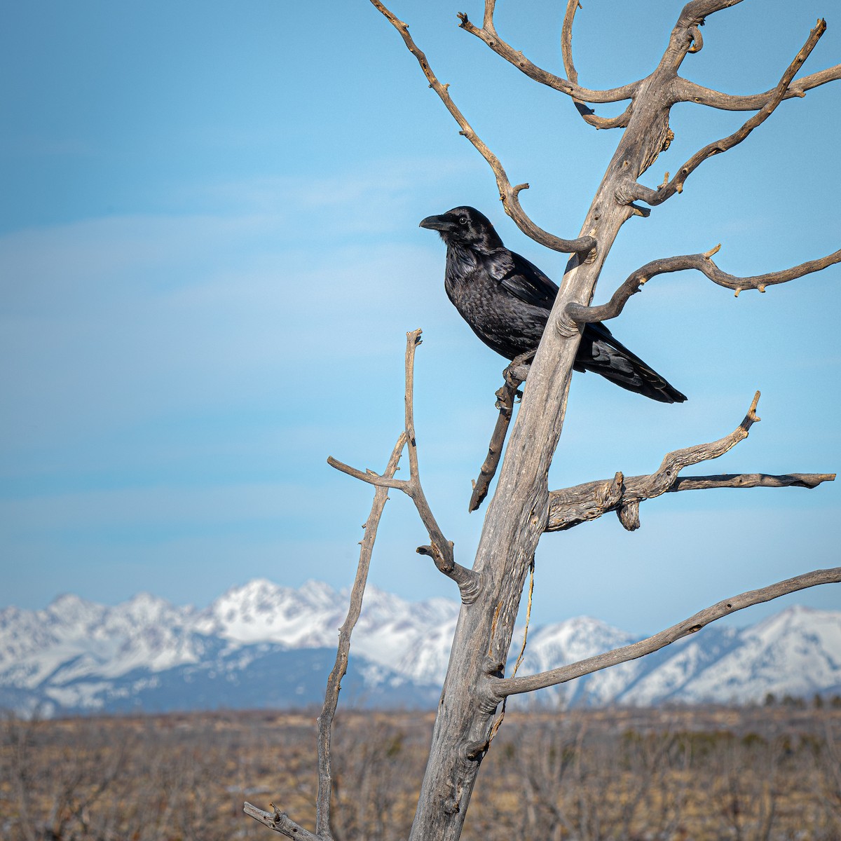 Cuervo Grande - ML645033517