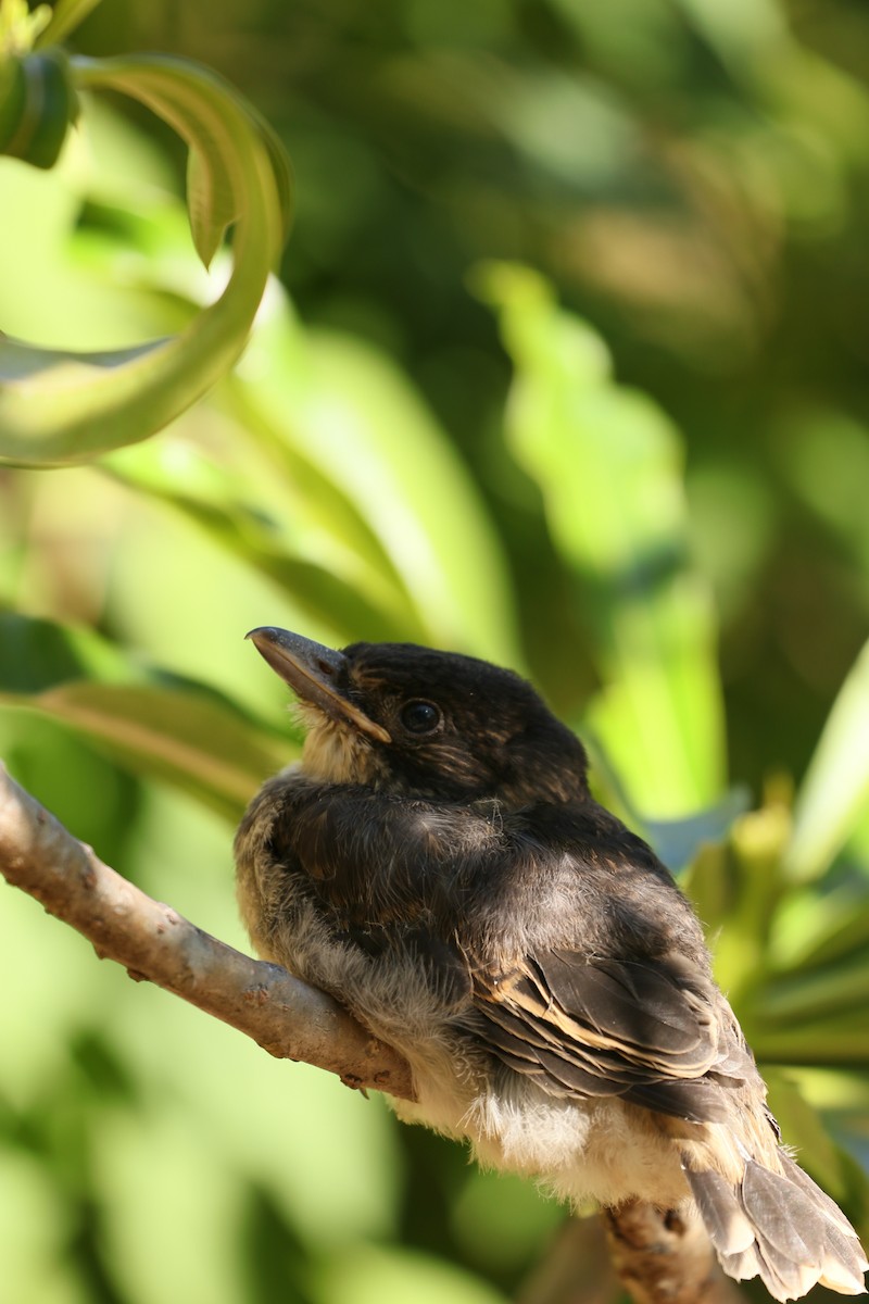 Gray Butcherbird - ML645033519