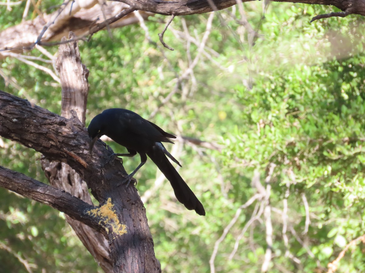 Great-tailed Grackle - ML645033524