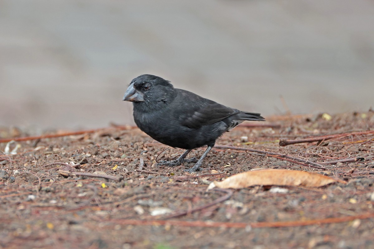 Large Ground-Finch - ML645033532