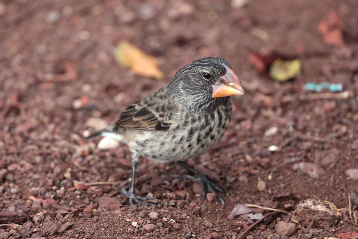 Large Ground-Finch - ML645033533