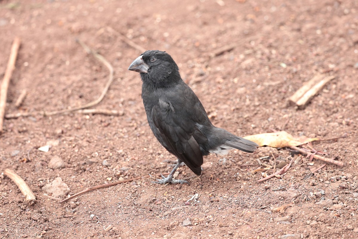 Large Ground-Finch - ML645033534