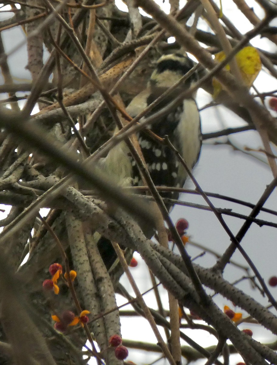 Downy Woodpecker - ML645033537