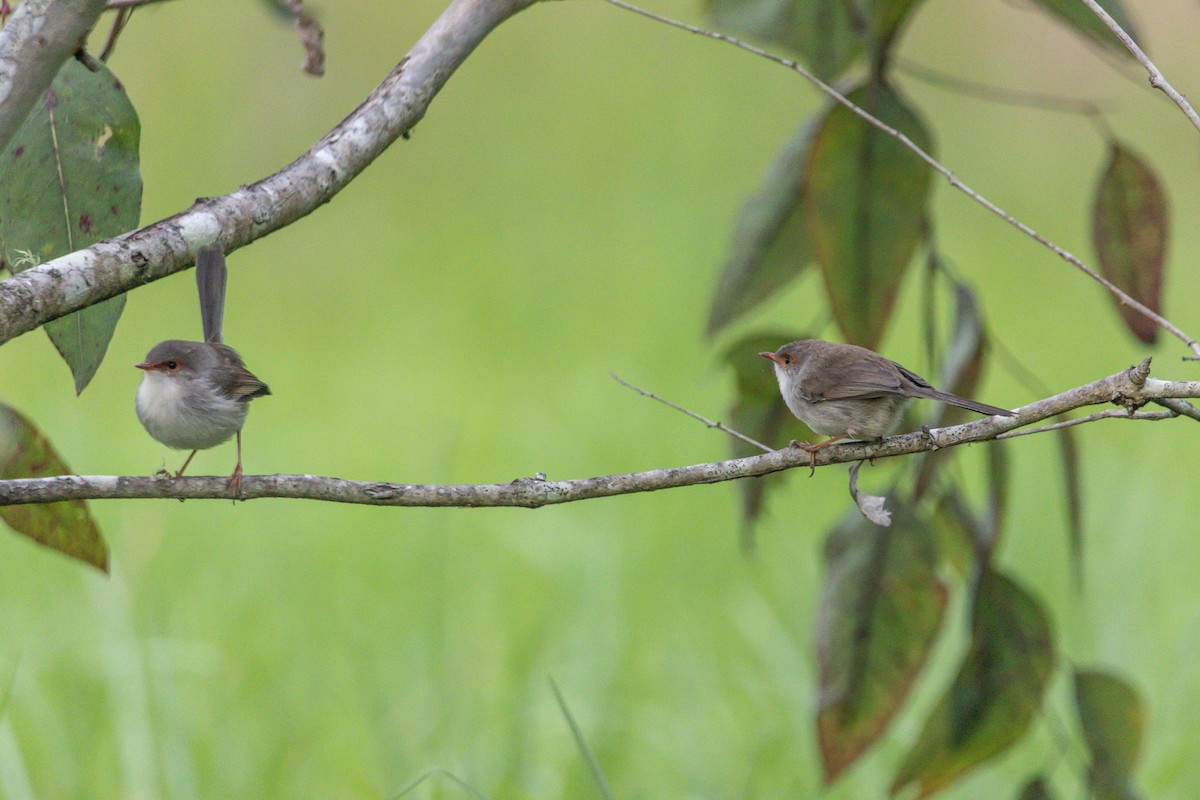 Superb Fairywren - ML645033538