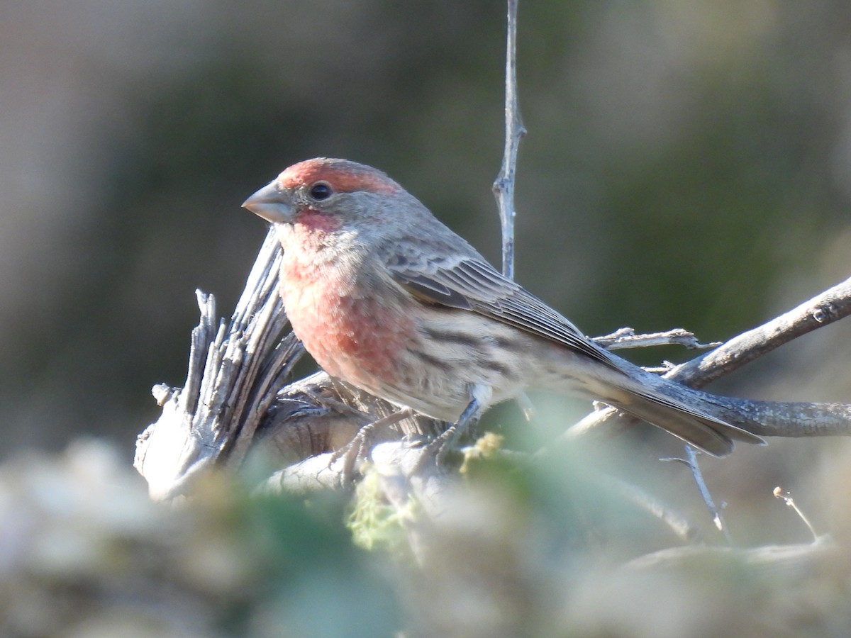 House Finch - ML645033539