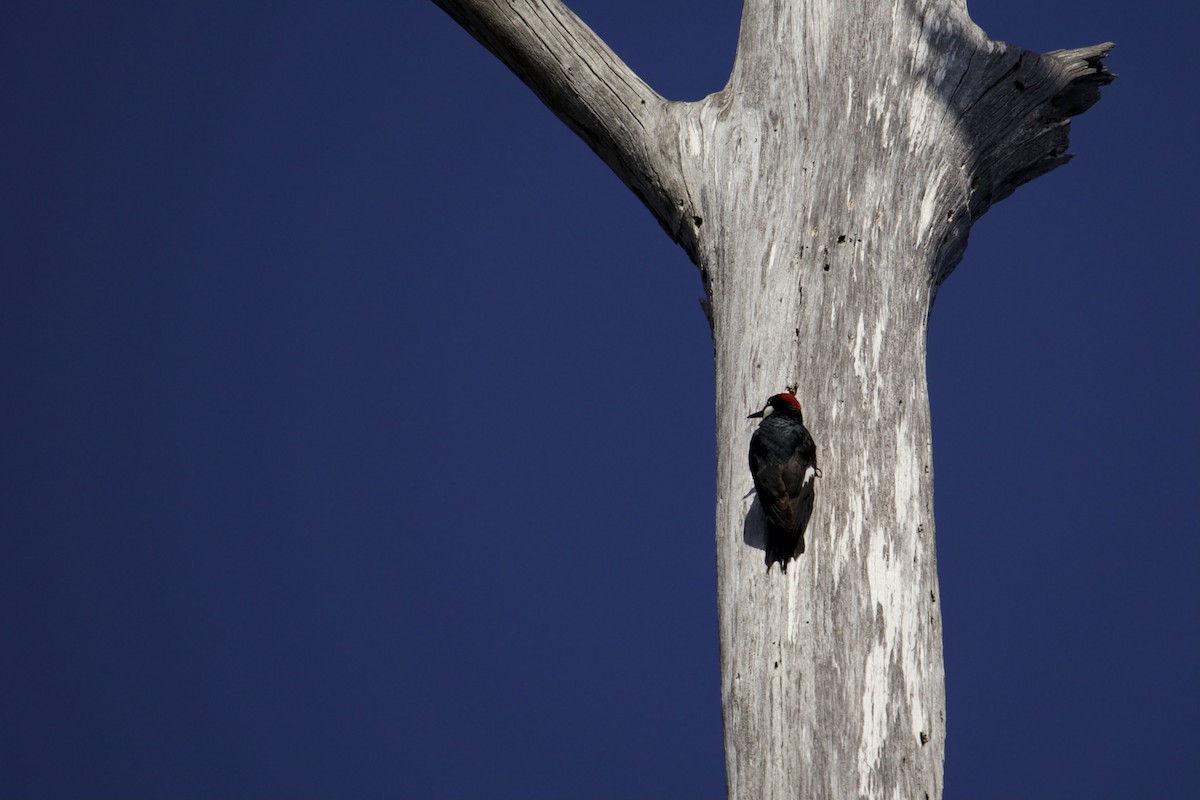 Acorn Woodpecker - ML645033542