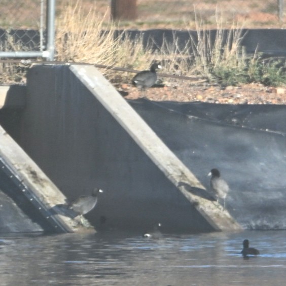 American Coot - ML645033544