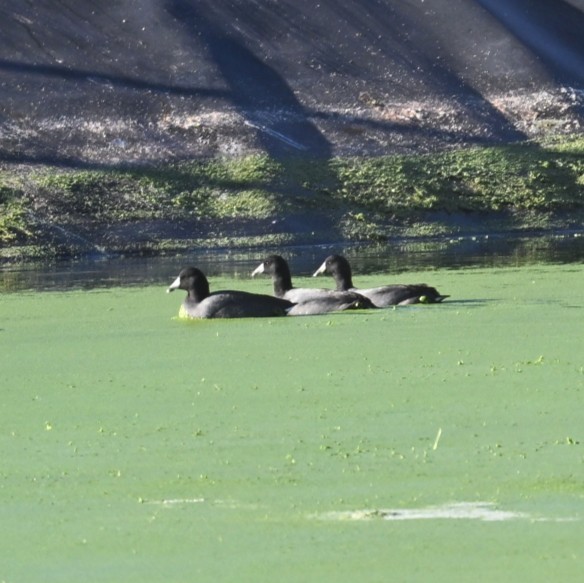 American Coot - ML645033545