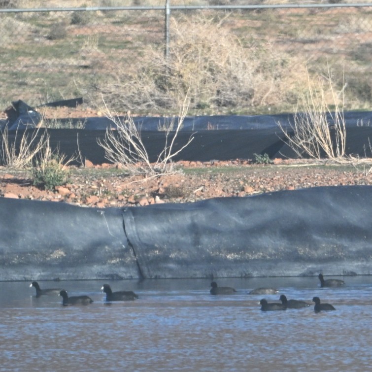 American Coot - ML645033546