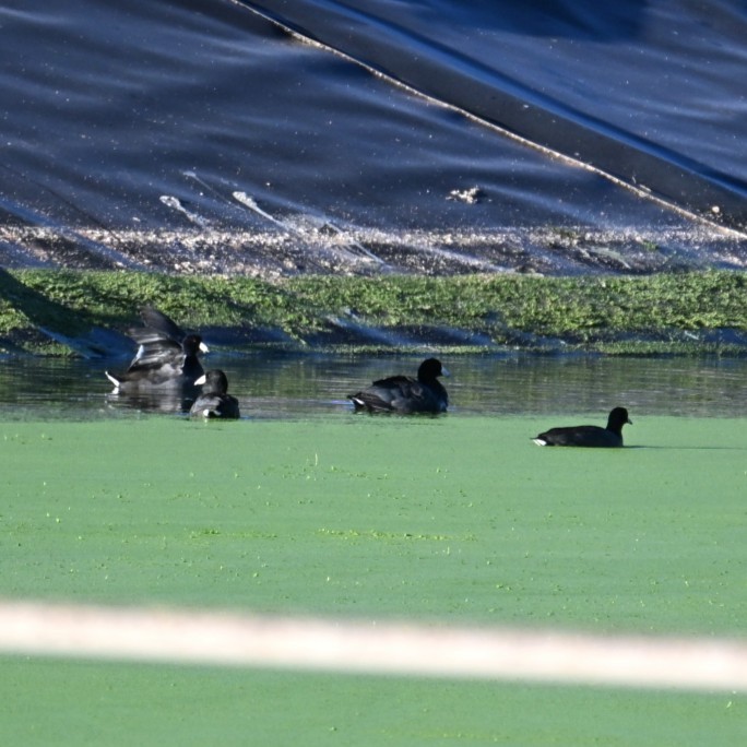 American Coot - ML645033547