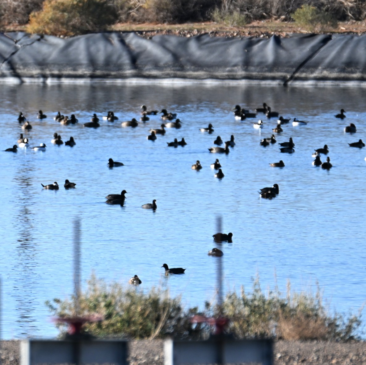 American Coot - ML645033548