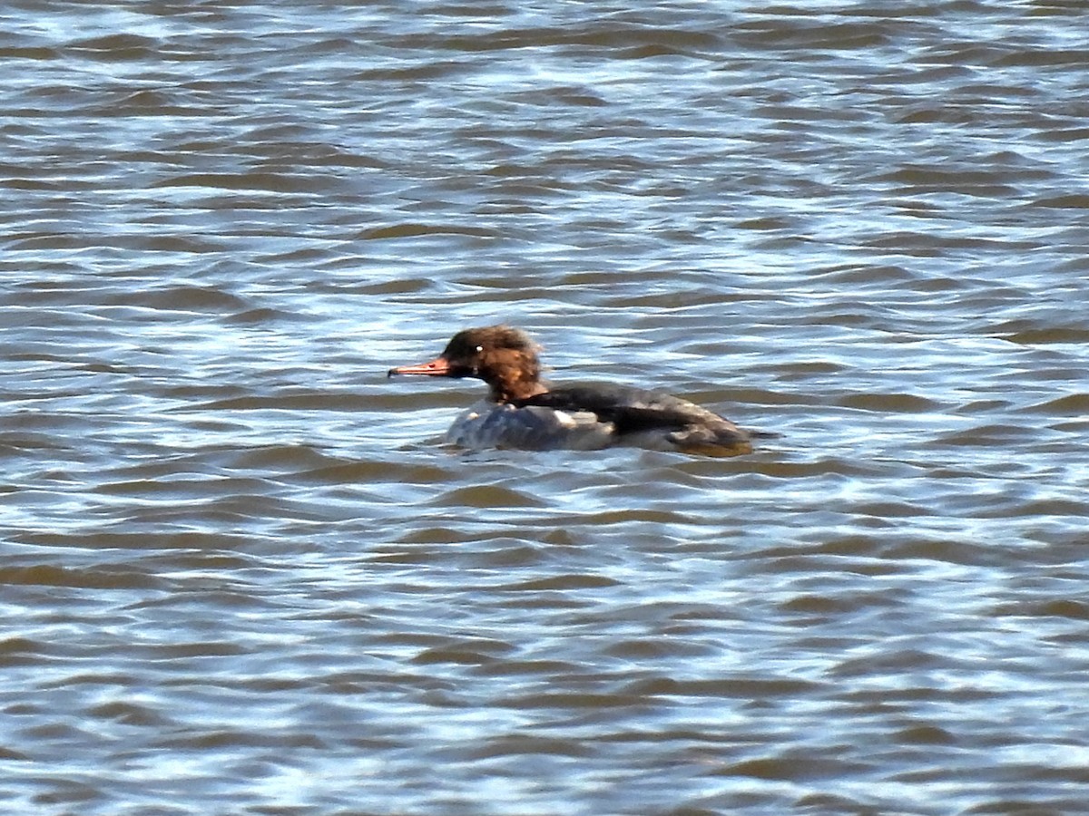 Common Merganser - ML645033550
