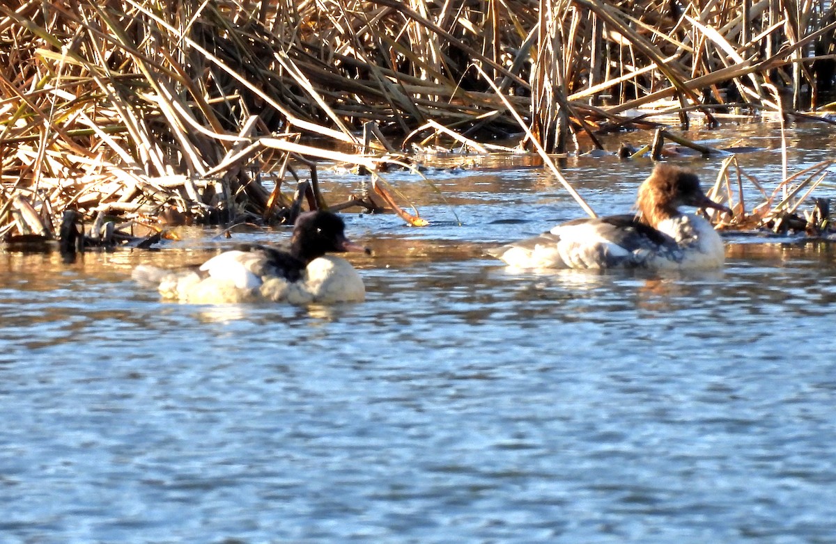 Common Merganser - ML645033551