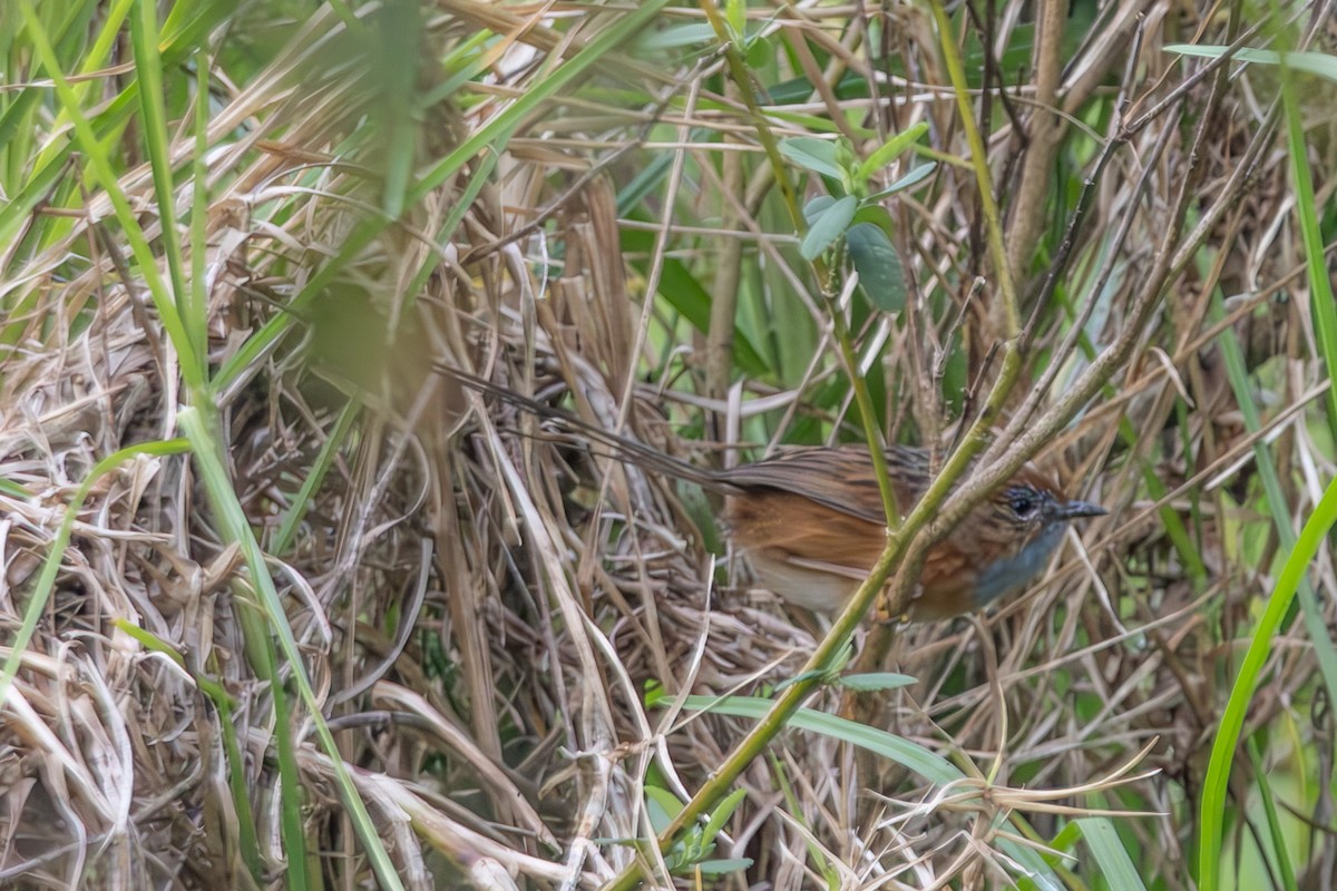 Southern Emuwren - ML645033552