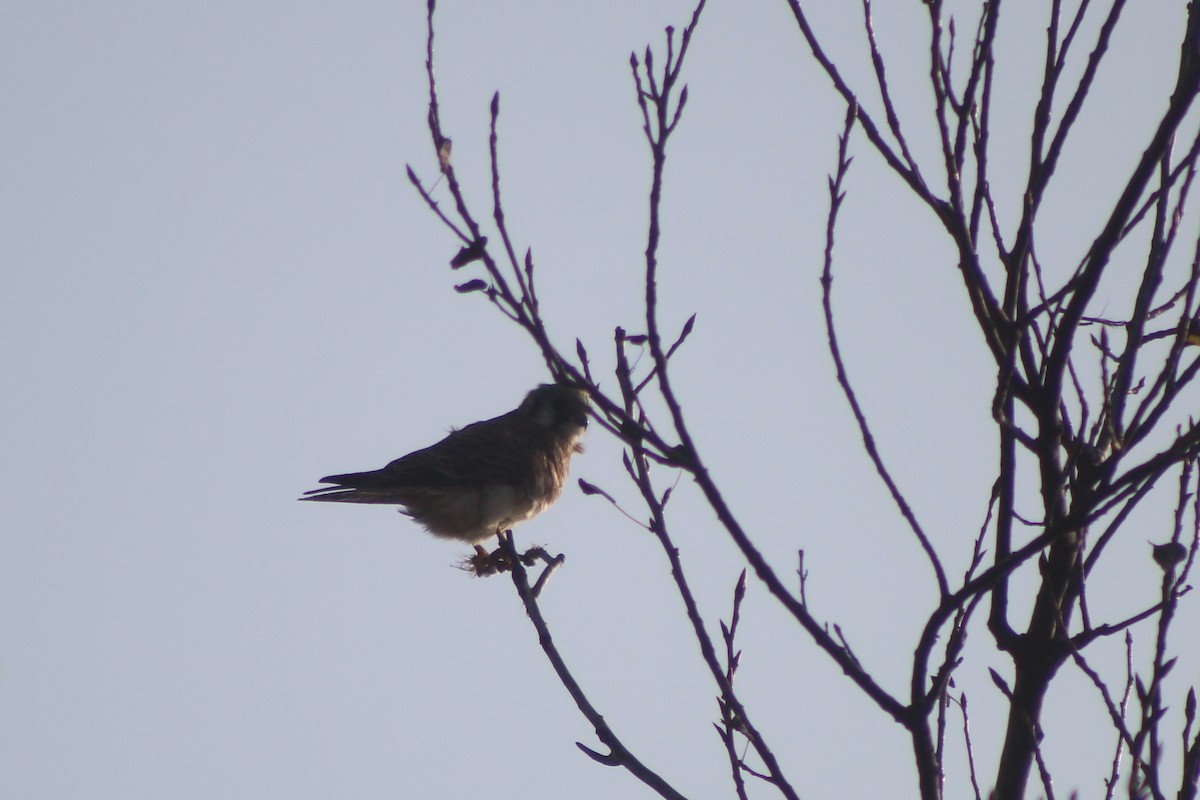 American Kestrel - ML645033553