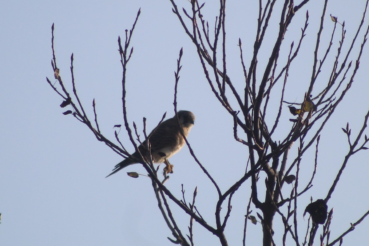 American Kestrel - ML645033554