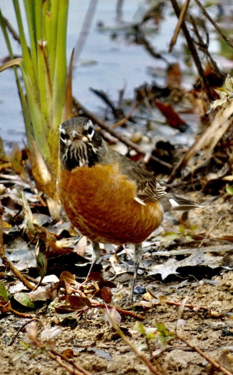 American Robin - ML645033555
