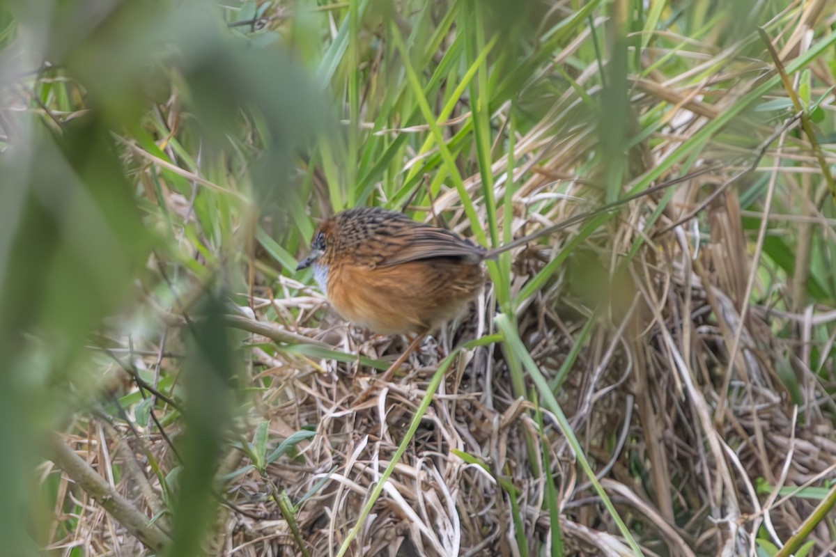 Southern Emuwren - ML645033557