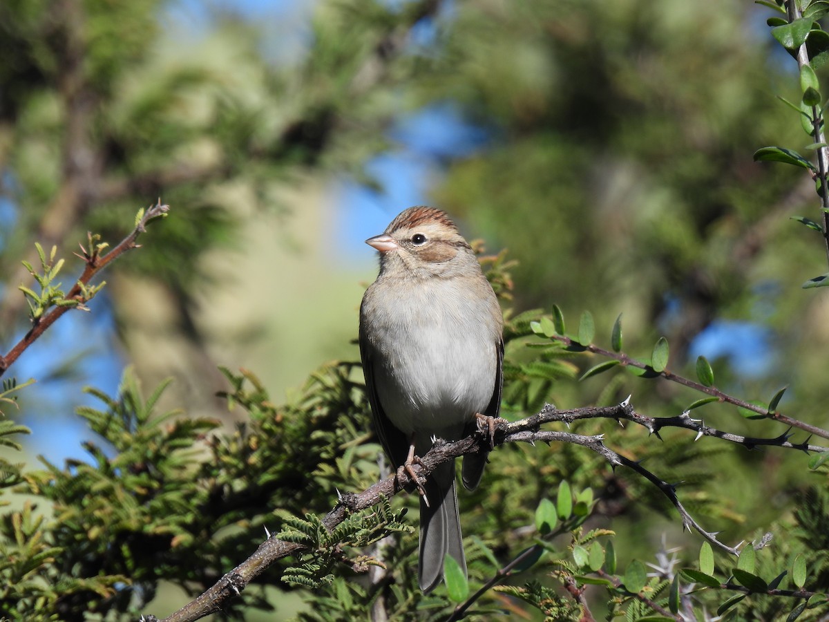 Chipping Sparrow - ML645033559
