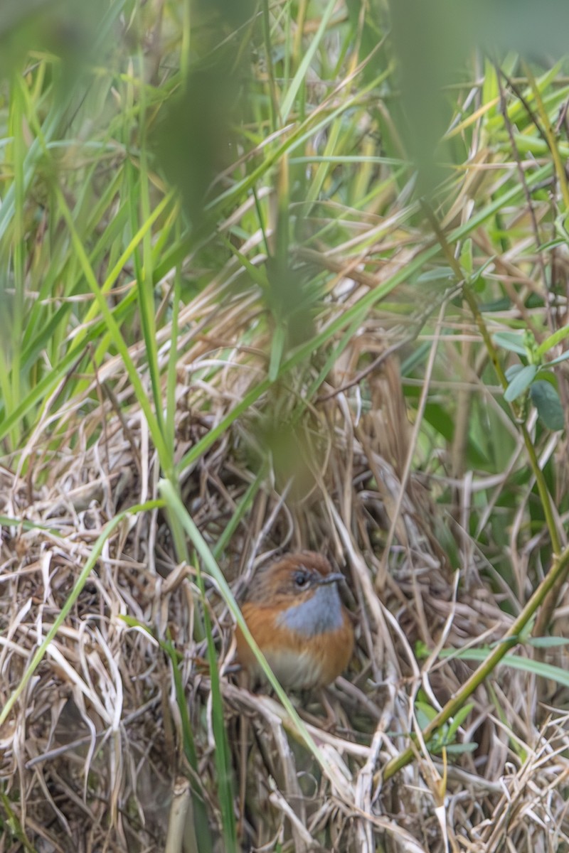 Southern Emuwren - ML645033560