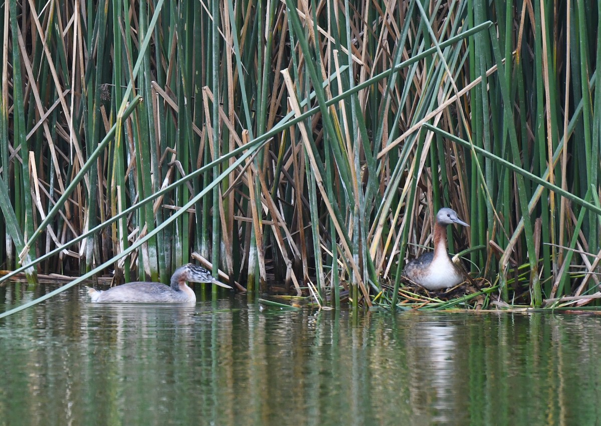 Great Grebe - ML645033562