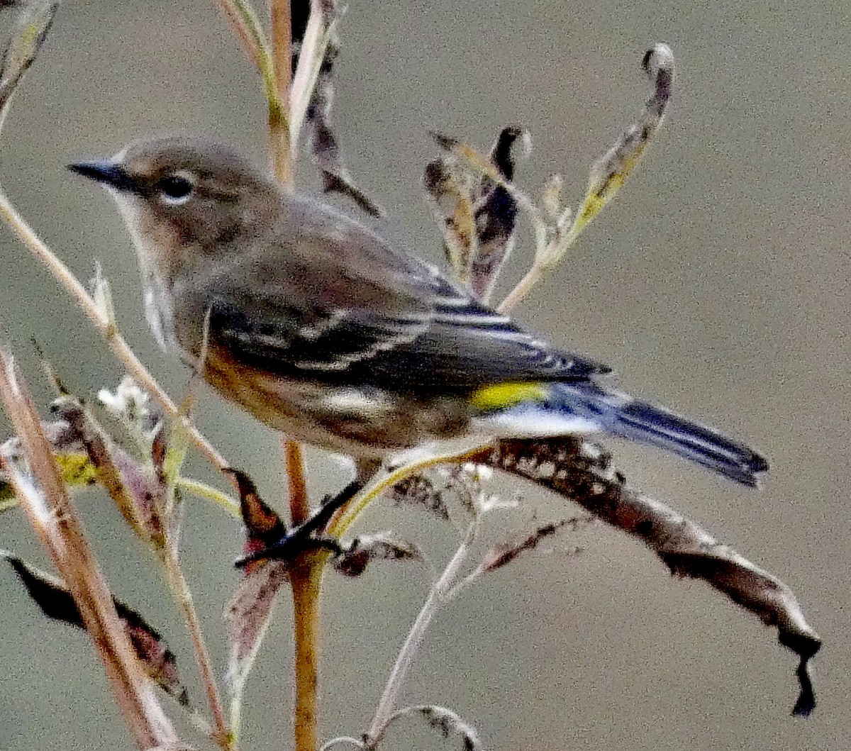 Yellow-rumped Warbler - ML645033563