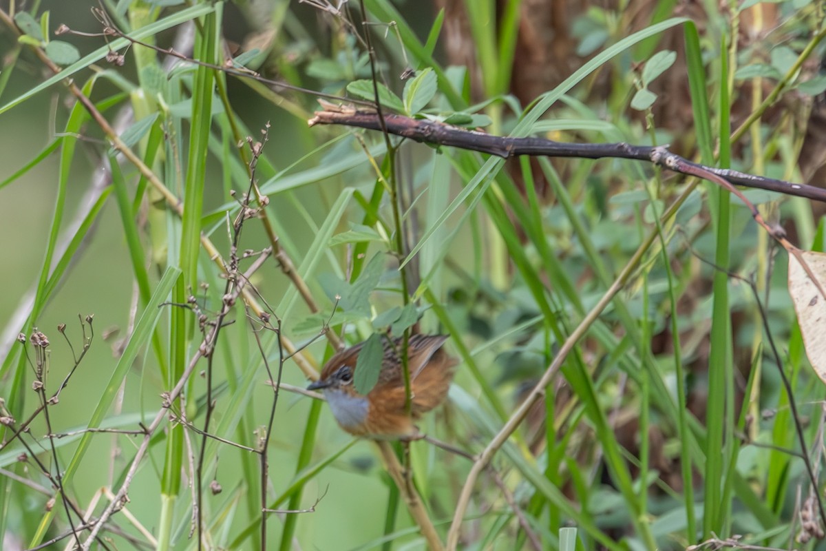 Southern Emuwren - ML645033564
