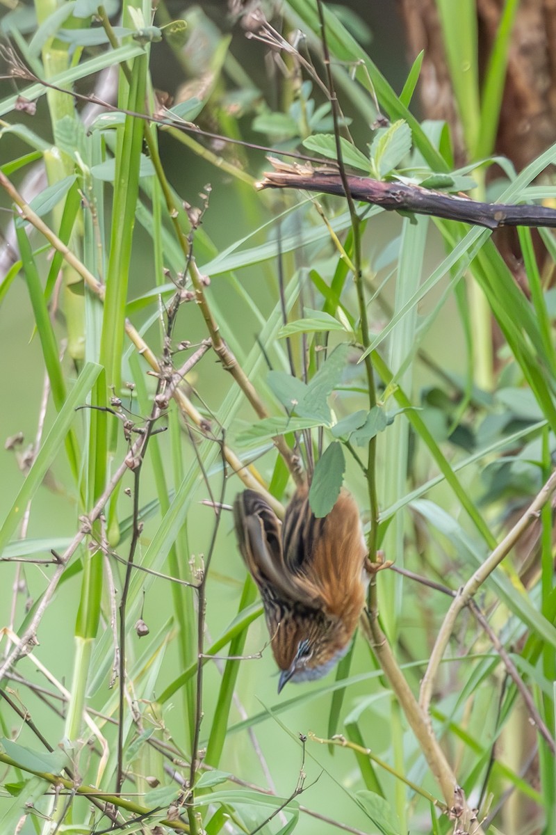 Southern Emuwren - ML645033565
