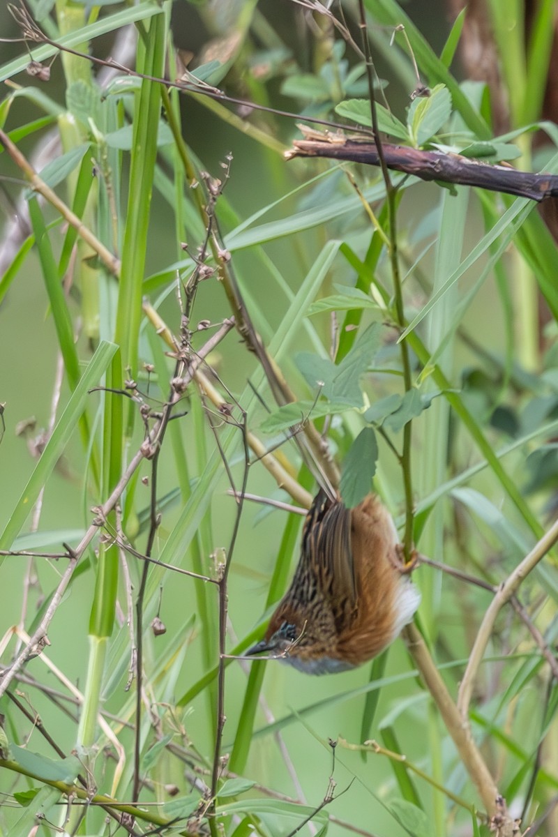 Southern Emuwren - ML645033566