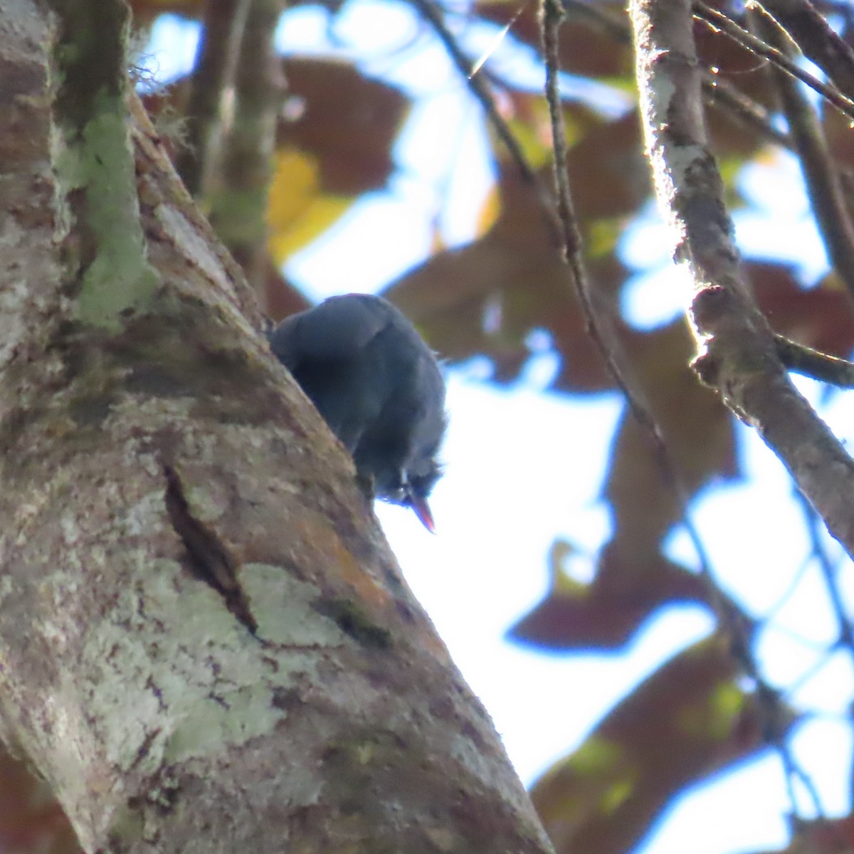 Nuthatch-Vanga - ML645033567