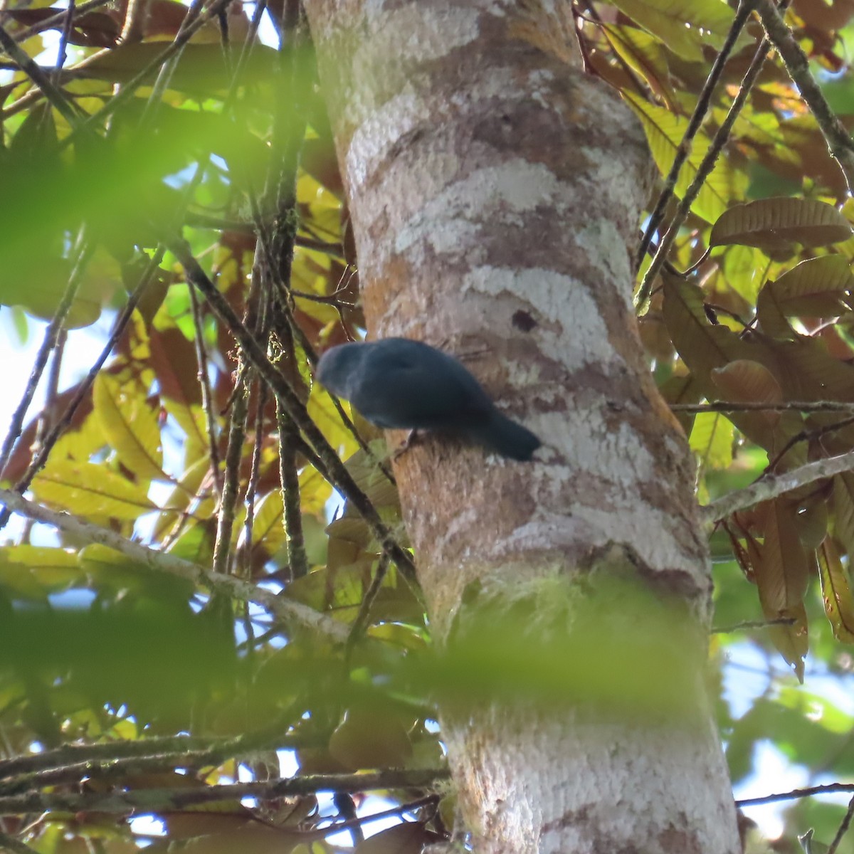 Nuthatch-Vanga - ML645033568