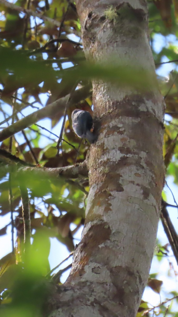 Nuthatch-Vanga - ML645033569