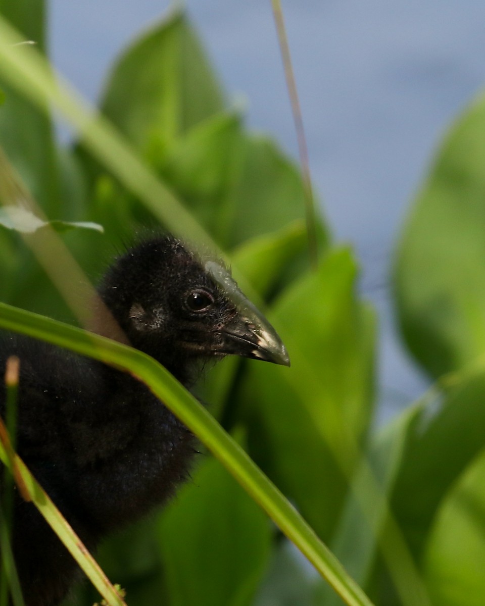 Australasian Swamphen - ML645033579